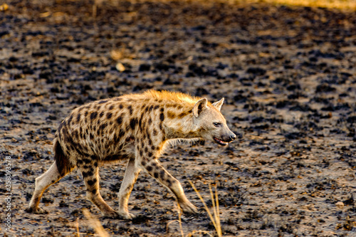 It's African spot hyena in Uganda