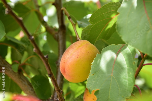 Albicocca è il frutto dell'albicocco (Prunus armeniaca), appartiene alla famiglia delle Rosacee e al genere prunus. Sicilia photo