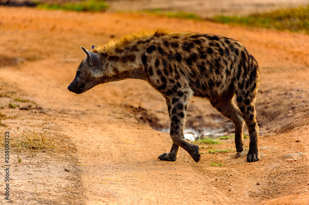 It's African spot hyena in Uganda
