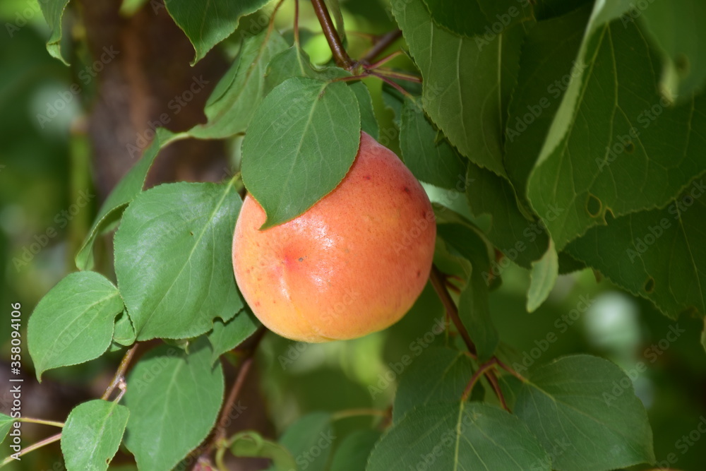 Albicocca è il frutto dell'albicocco (Prunus armeniaca), appartiene alla famiglia delle Rosacee e al genere prunus. Sicilia