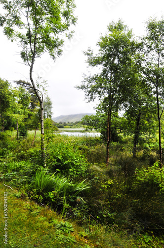 Vue sur un marais    travers les branchages des arbres verts dans le Connemara en Irlande.