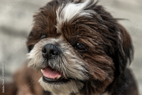 Close-up of Lovely Male Shih Tzu dog. Selective focus. © num