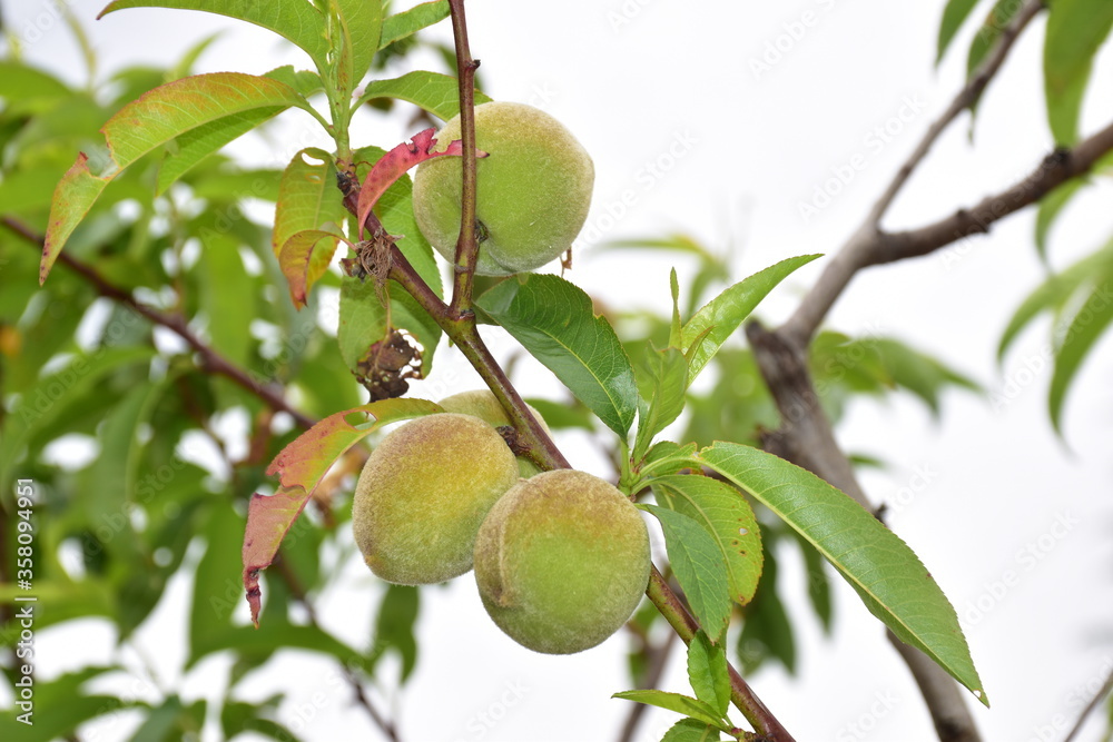 noci immature all'abero, Guscio di noce dentro la consueta buccia verde della drupa. Un gheriglio di noce Sicilia. Sicilia noci immature all'abero, Guscio di noce dentro la consueta buccia verde della drupa. Un gheriglio di noce Sicilia. Sicilia