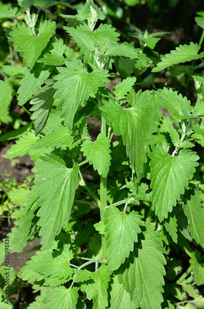 Juicy lemon balm in early summer.
Juicy lemon balm in early summer.