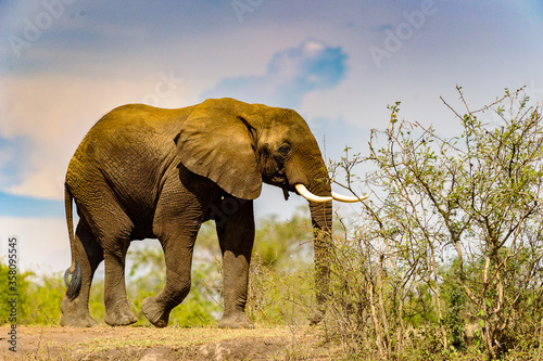 It s Elephants in Africa  Uganda