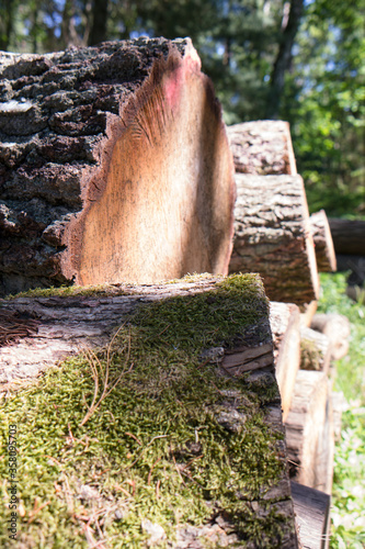 wood logs stacked in the forest