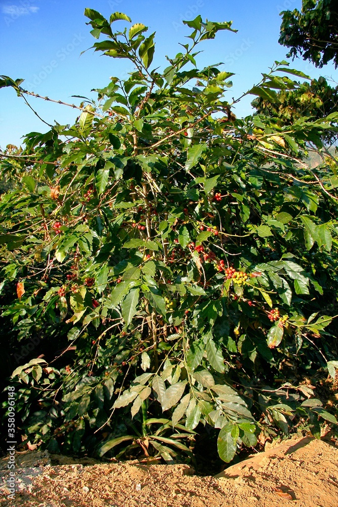 Coffee plants and fruits