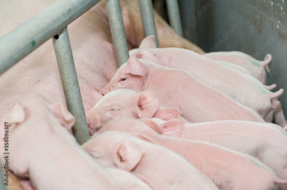 Pig factory farming is a subset of pig farming and of Industrial animal agriculture Pig factory farming is a subset of pig farming and of Industrial animal agriculture