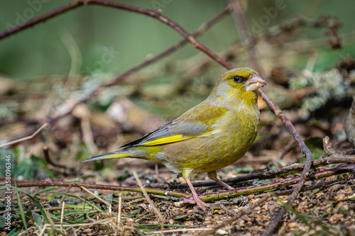 Close up of a Greenfinch on the ground © david