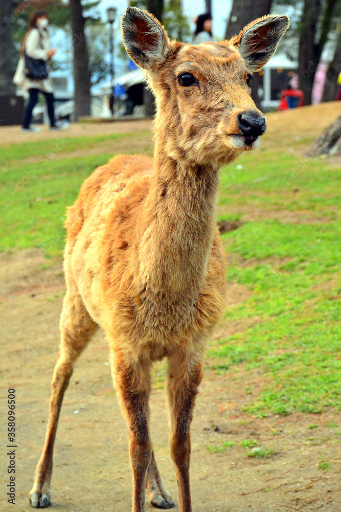 Deer roaming around the park in Nara, Japan