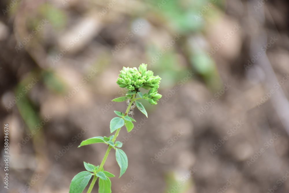 origano selvatico in fiore. Pianta aromatica che appartiene alla famiglia delle Lamiaceae. Sicilia