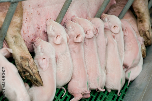 Pig factory farming is a subset of pig farming and of Industrial animal agriculture