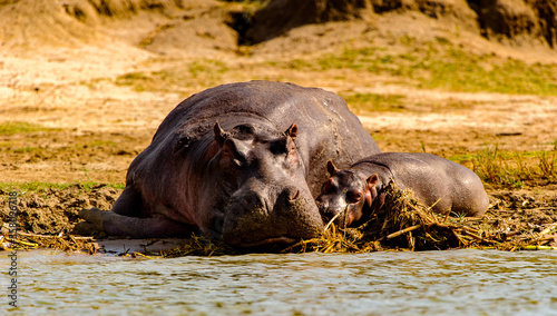 It's Huge hippopotamus and its little baby take a rest on the coast