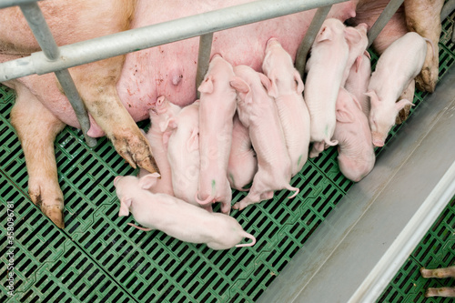Pig farming is the raising and breeding of domestic pigs as livestock, and is a branch of animal