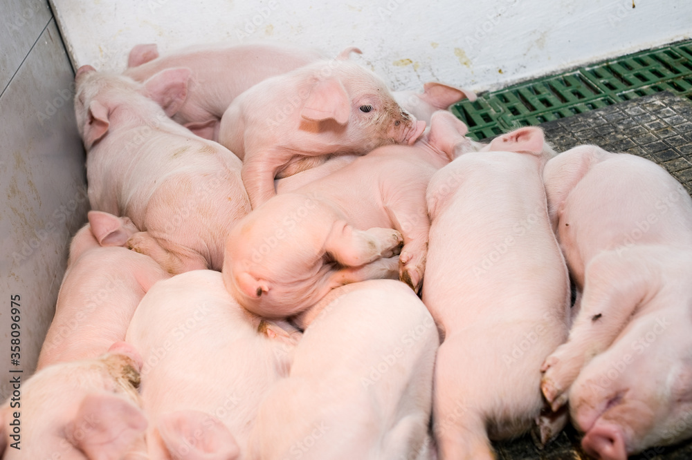 Pig factory farming is a subset of pig farming and of Industrial animal agriculture Pig factory farming is a subset of pig farming and of Industrial animal agriculture