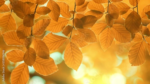 Autumn yellow orange leaves background. Autumn foliage sways in the wind in the rays of the setting sun. Autumn vegetal background. UHD, 4K