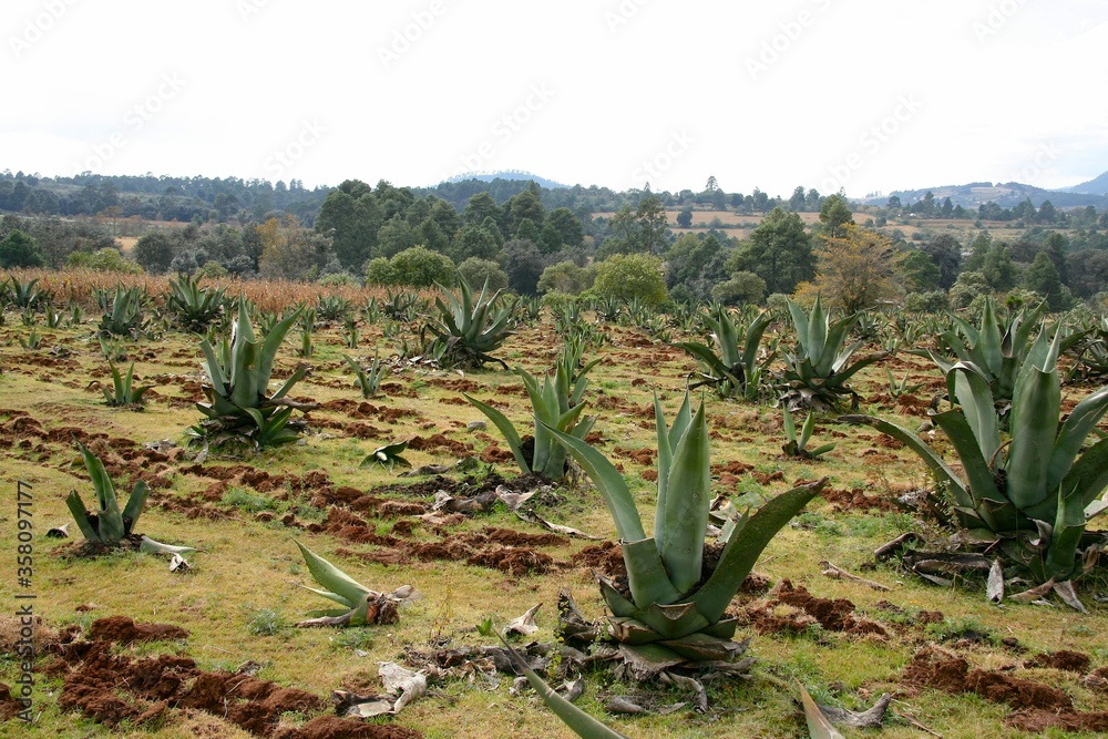 Agave plantation in Mexico for typical spirits distillery production Agave plantation in Mexico for typical spirits distillery production