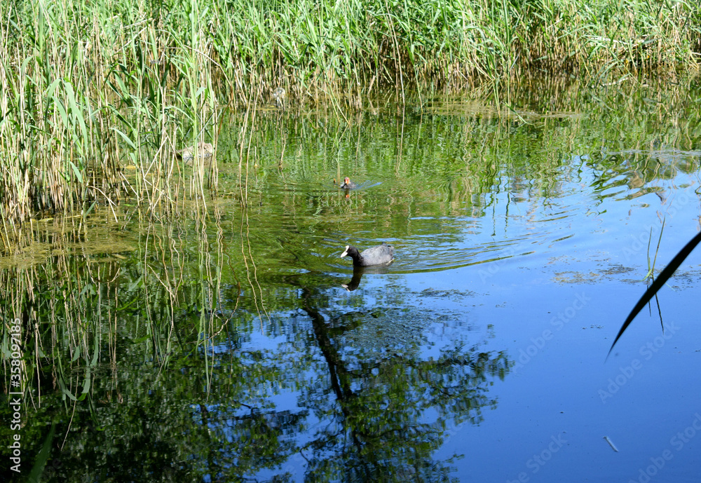 Obraz premium ducks on the lake