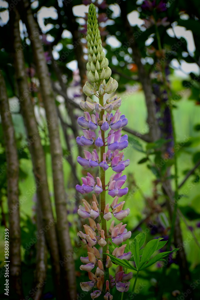 Obraz premium pink and yellow flowers