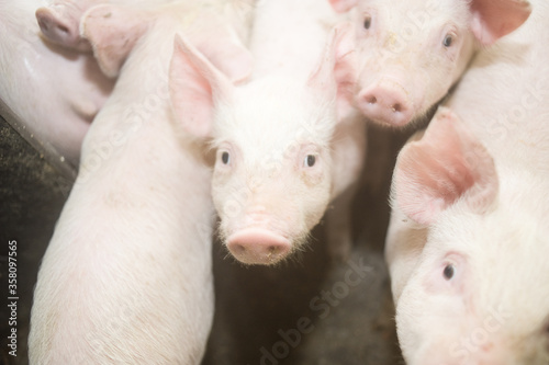 Pig factory farming is a subset of pig farming and of Industrial animal agriculture © alipko