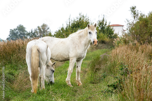 Camargue Pferd (Equus ferus caballus), National Park Camargue, Provence-Alpes-Côte d’Azur, Frankreich