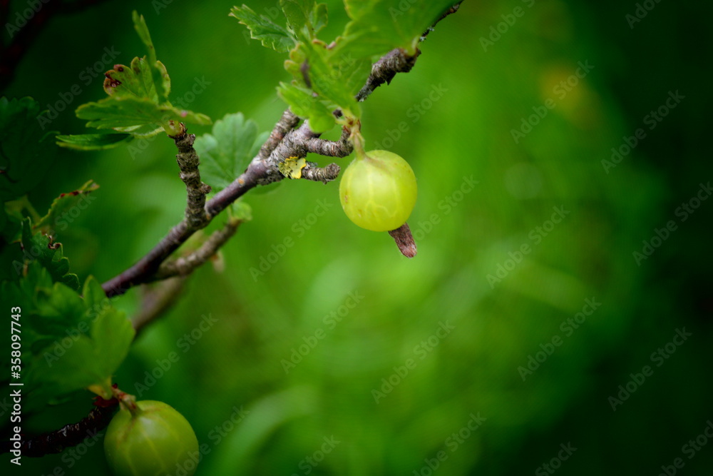 Obraz premium green apples on a branch