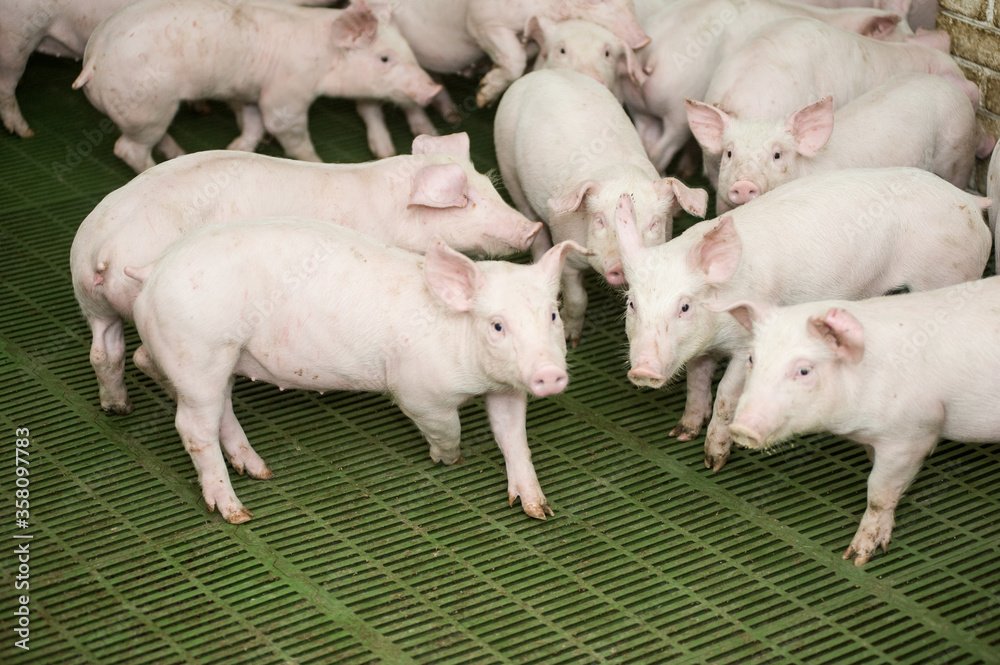 Pig farm. Industrial breeding of piglets Pig farm. Industrial breeding of piglets