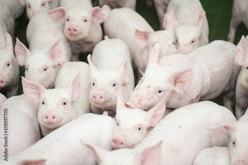 Pig factory farming is a subset of pig farming and of Industrial animal agriculture