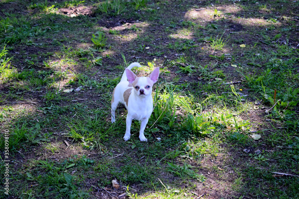 white dog in the garden white dog in the garden
