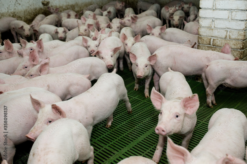 Pig factory farming is a subset of pig farming and of Industrial animal agriculture Pig factory farming is a subset of pig farming and of Industrial animal agriculture