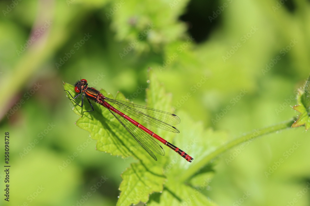 large red damselfly resting on leaf with green bokeh background large red damselfly resting on leaf with green bokeh background