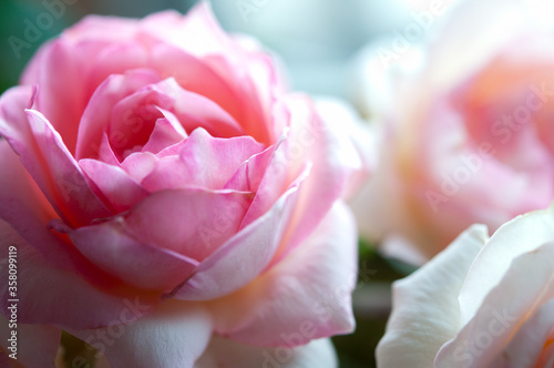 ピンクのバラの花 ブーケ クロースアップ  