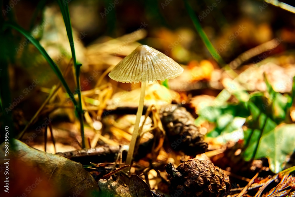 The rays of the sun shine on a small mushroom in a dark forest. The rays of the sun shine on a small mushroom in a dark forest.