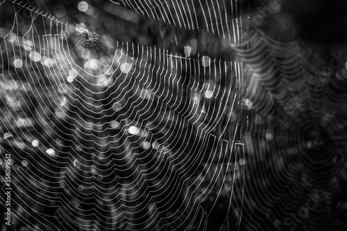 cobwebs in forest