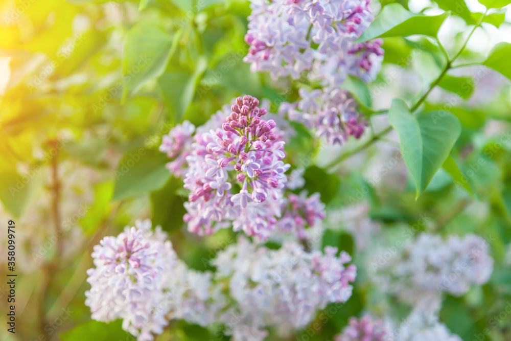 Colorful pink and white flowers of a branch of a lilac bush against the background of green leaves in the sun. Background for your desktop or wallpapers on the theme of nature and spring. Colorful pink and white flowers of a branch of a lilac bush against the background of green leaves in the sun. Background for your desktop or wallpapers on the theme of nature and spring.