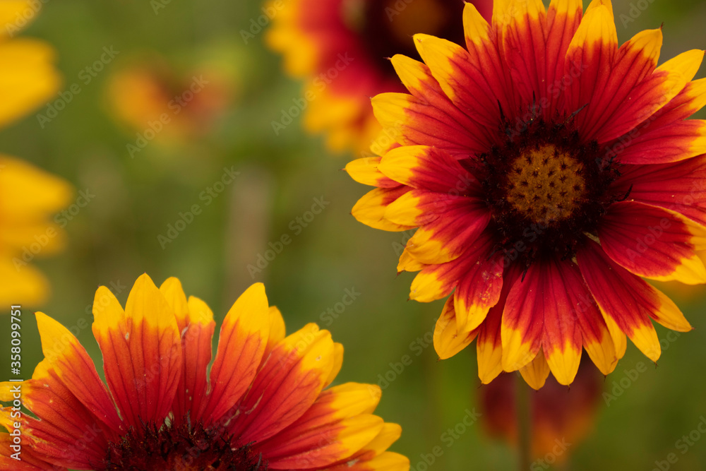 Great blanket flowers shining in a rainy day like suns. Selective focus. Great blanket flowers shining in a rainy day like suns. Selective focus.