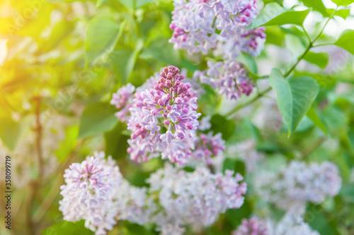 Colorful pink and white flowers of a branch of a lilac bush against the background of green leaves in the sun. Background for your desktop or wallpapers on the theme of nature and spring. © Aleksandr Kondratov