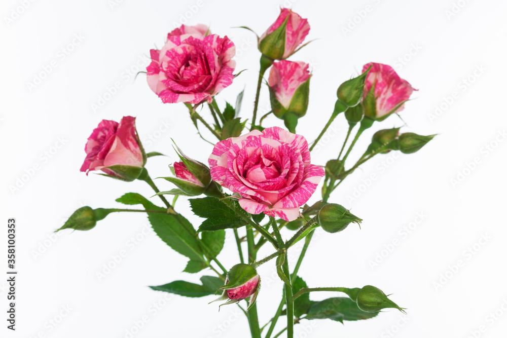beautiful branch of roses on white background