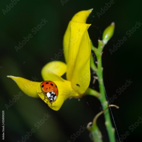 ladybug on a yellow broom flower