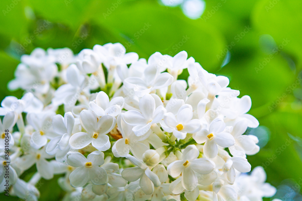 White Lilac shrub flower blooming in spring garden. Lilac Syringa vulgaris bush White Lilac shrub flower blooming in spring garden. Lilac Syringa vulgaris bush