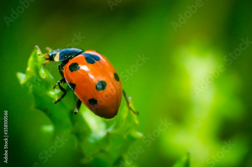ladybug on green leaf © Евгений Лютиков