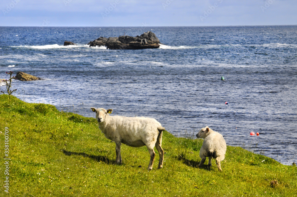 deux moutons, une brebis et son agneau, paissant paisiblement et en liberté au bord de la mer, face à un rocher à l'horizon en Irlande.