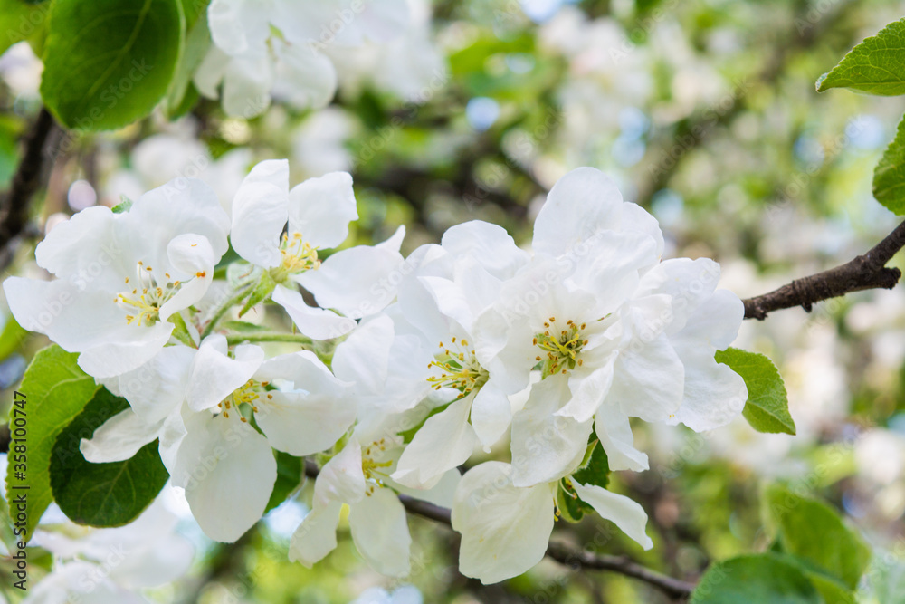 Fototapeta premium White flowers of apple tree. Beautiful blossoming apple tree branch