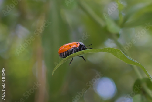 Escarabajo de seis puntos Lachnaia sexpunctata comiendo hojas