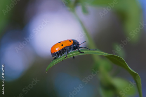 Escarabajo de seis puntos Lachnaia sexpunctata comiendo hojas photo