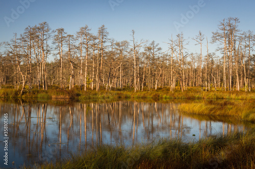 Swamp on a sunny day in great colors
