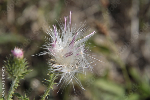 Eselsdistel - Samenschirmchen