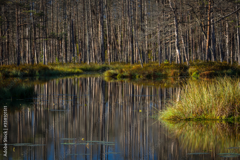 Swamp on a sunny day in great colors Swamp on a sunny day in great colors