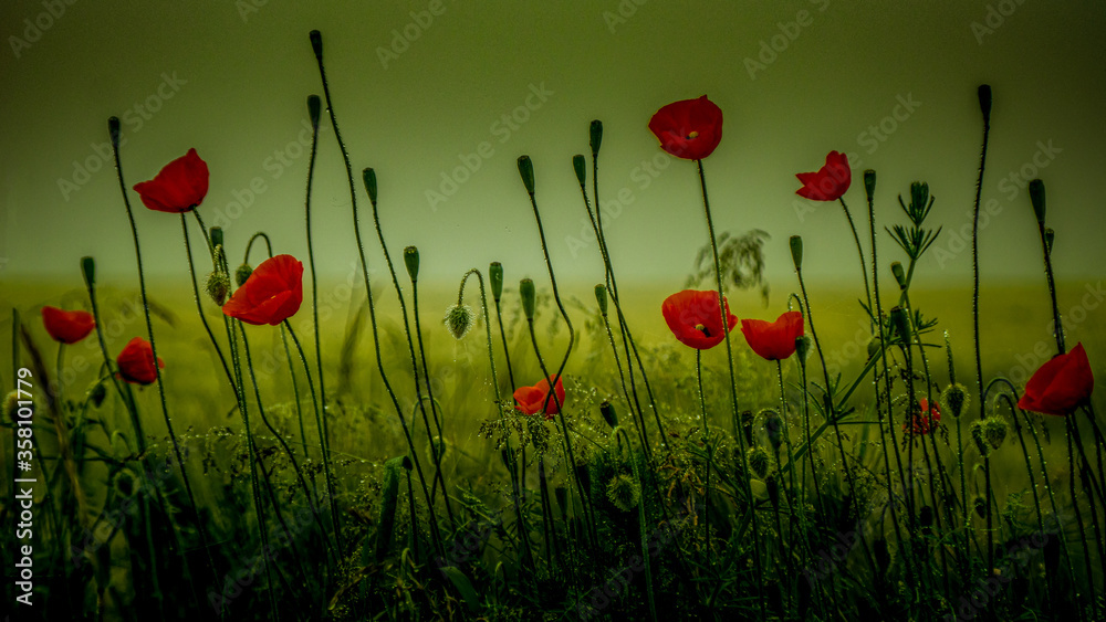 Obraz premium Mit Analogen Objektiv Wald Blume Wiese Feld Nebel