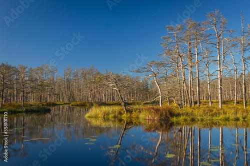 Swamp on a sunny day in great colors